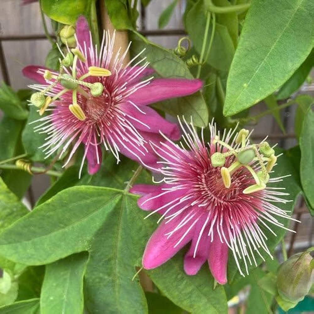Passion Flower